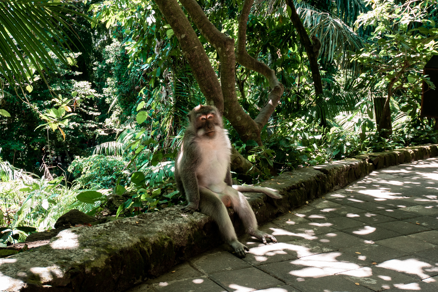 monkey-forest-bali-prices