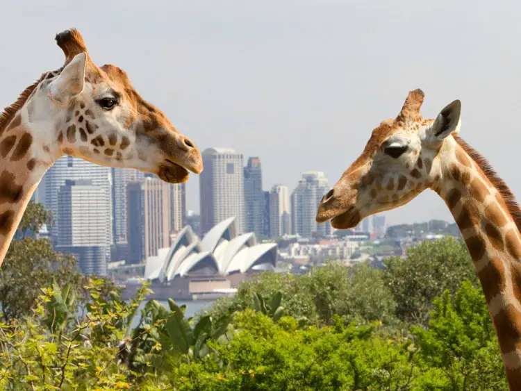 virtual-zoo-tours-sydney